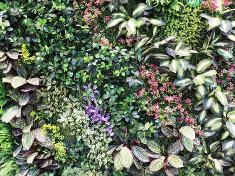 綠色植物墻