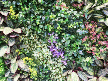 綠植墻 植物墻