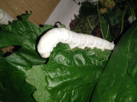 蠶寶寶