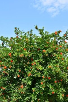 花 設(shè)計(jì) 背景 裝修 植物