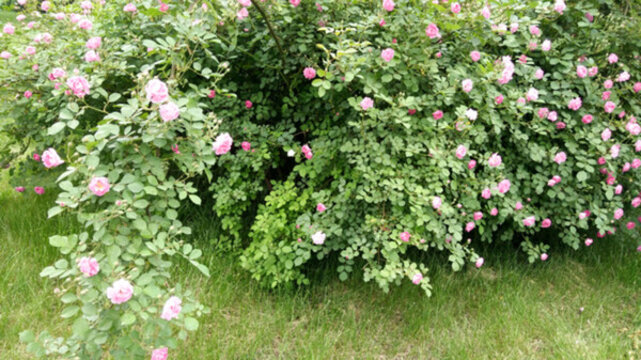 薔薇花