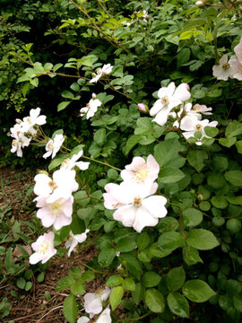 綻放的花朵