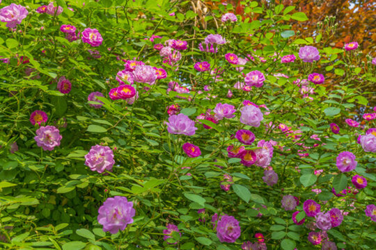 薔薇花植物背景墻