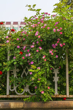 薔薇花墻背景
