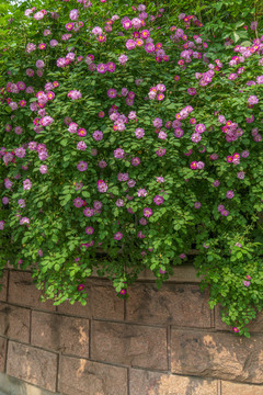 薔薇花墻
