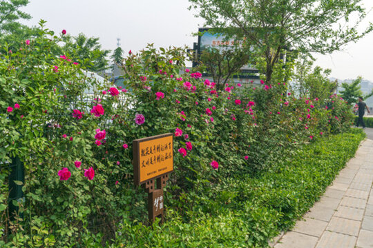 綠植墻