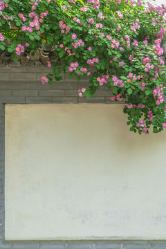 薔薇花墻