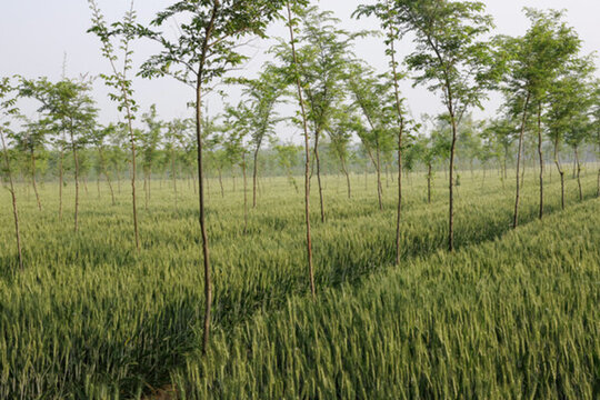 麥田與樹(shù)林