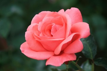 月季花