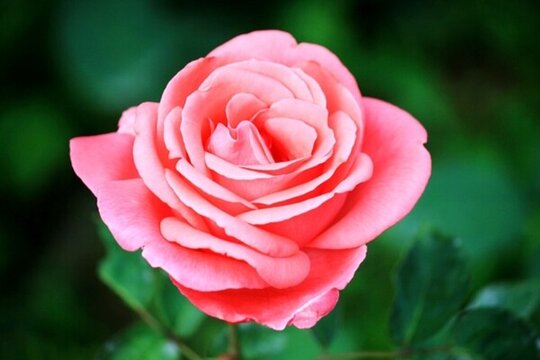 月季花 香水月季