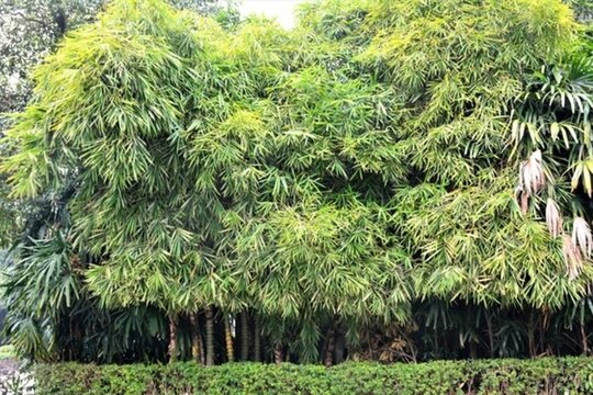 竹子 竹林 毛竹