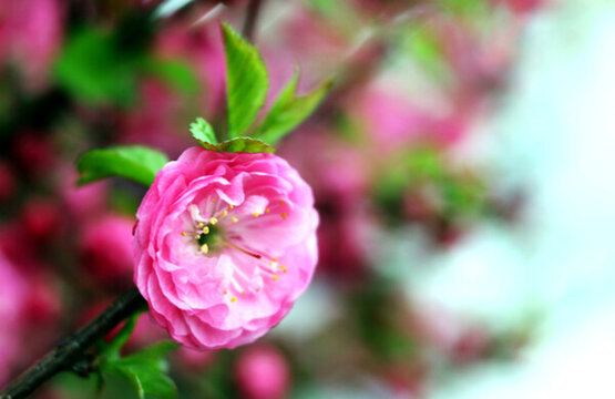 春暖花開(kāi)