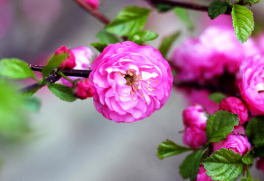 春暖花開