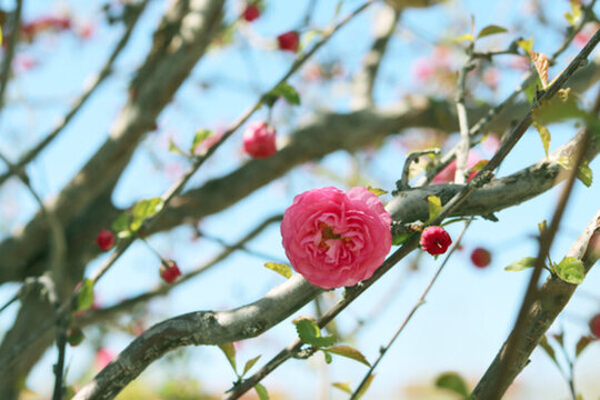春暖花開(kāi)