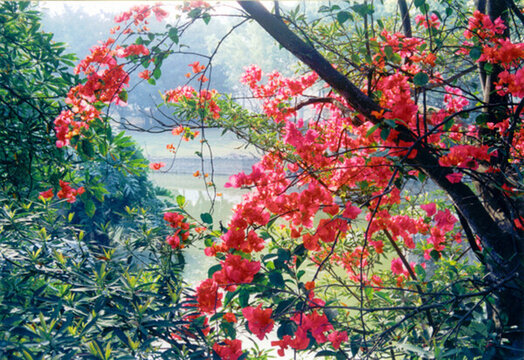 花舞勒杜鵑