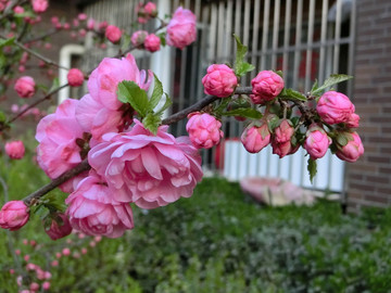 春暖花開