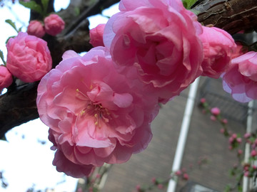 春暖花開