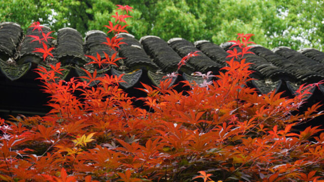 紅葉出墻