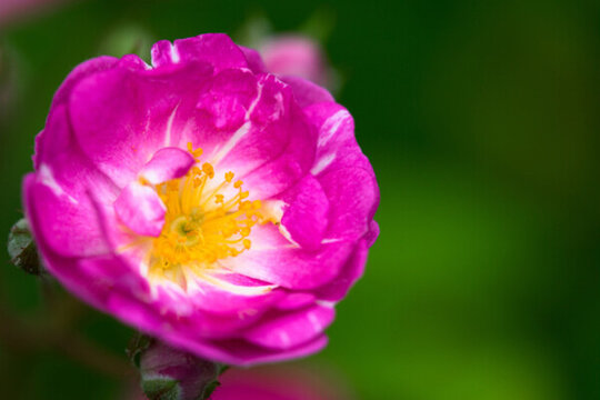 薔薇