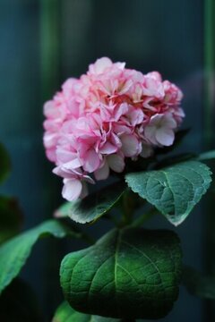 花園