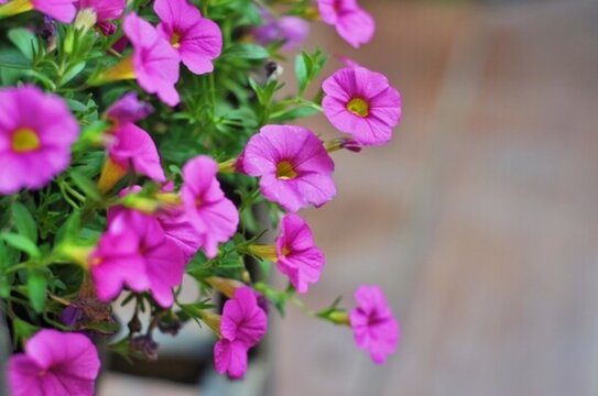 花園