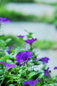 花園