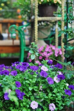 花園