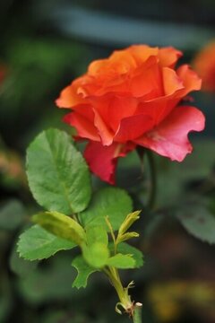 花園