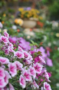 花園
