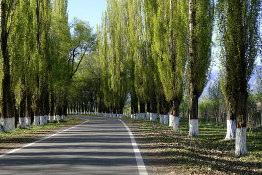 林蔭道