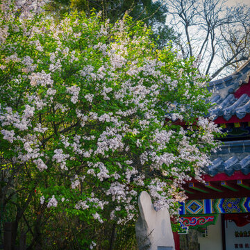 丁香花