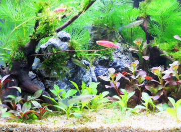 水族箱造景 魚缸背景圖