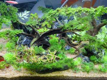 水族箱造景