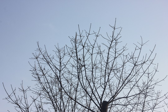意境枝葉