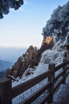黃山雪松