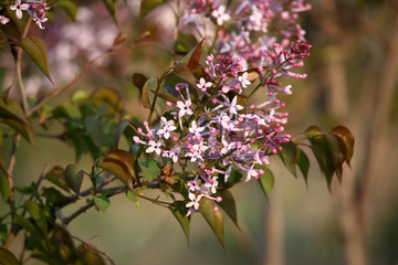丁香花 春天 花 花卉 開花