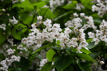 梓樹花