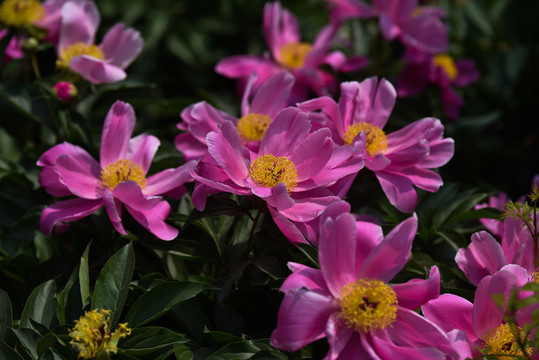 芍藥花