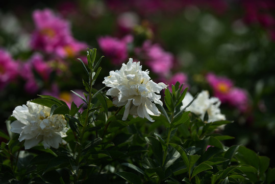 芍藥花