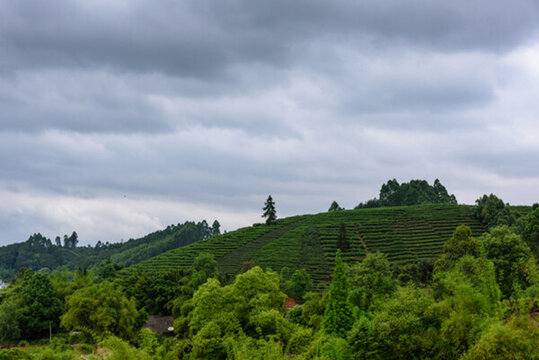 烏云 茶山