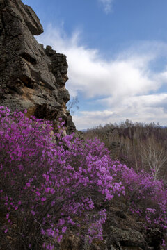 天臺(tái)山杜鵑花
