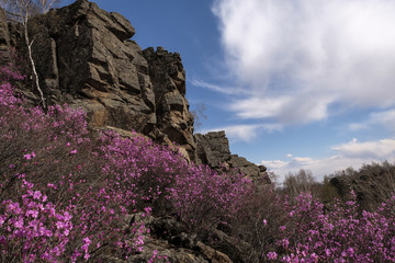 天臺山杜鵑花