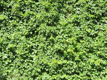 綠植墻 植物墻
