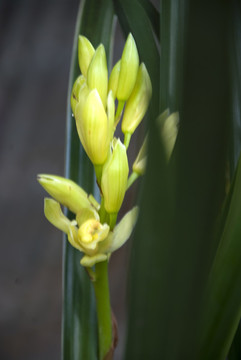 蘭花
