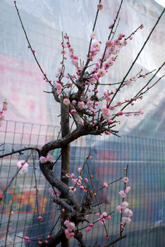 梅花