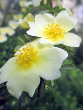 薔薇花