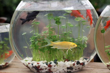 金魚(yú)