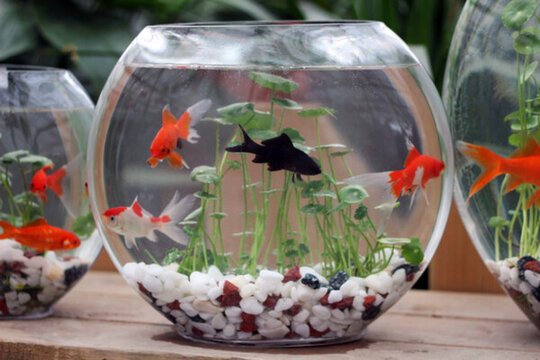金魚
