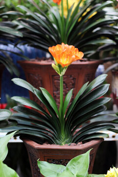 蘭花