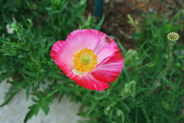 鮮花 虞美人